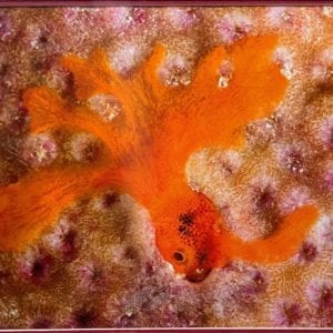 Framed Print Signed Cathy Church